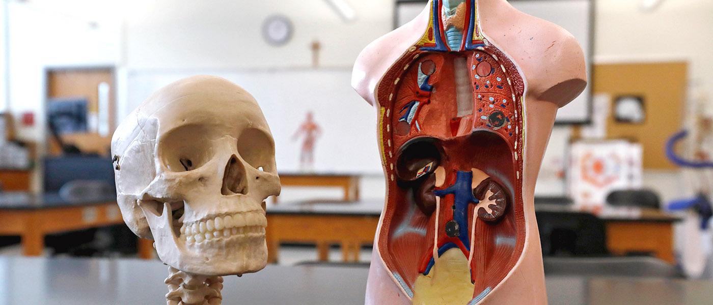 Classroom anatomy model of internal organs and cranium
